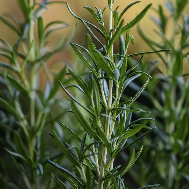Nos plantes