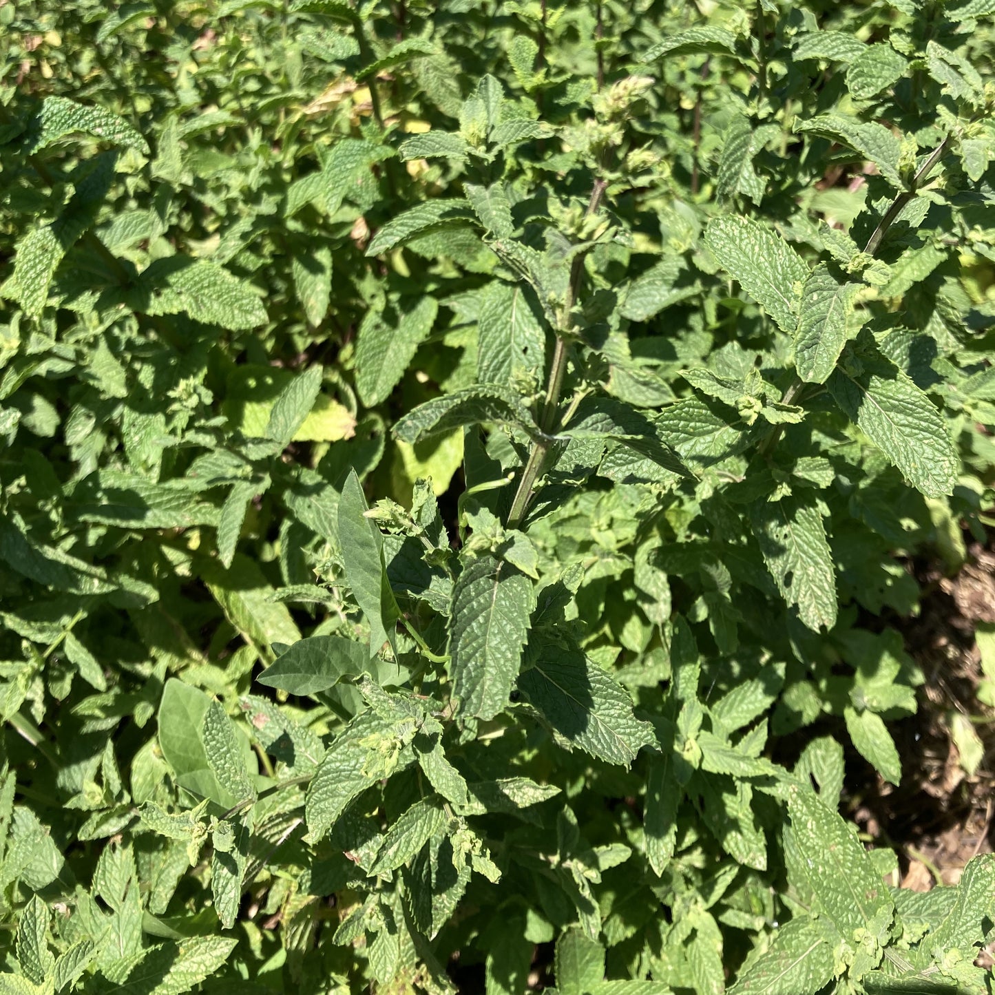 MENTHE VERTE MAROCAINE - PLANTE PURE