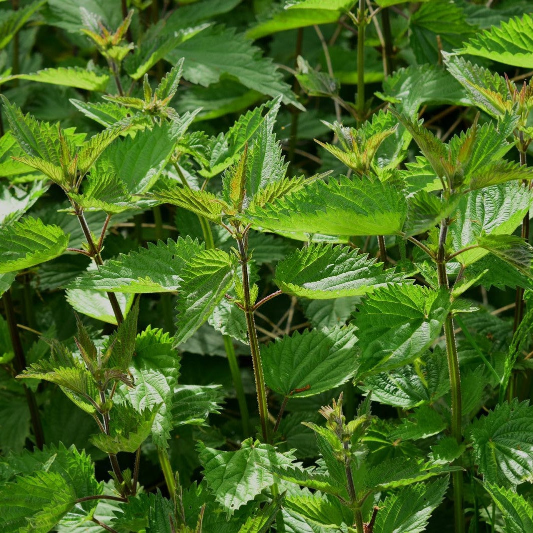 ORTIE - PLANTE PURE