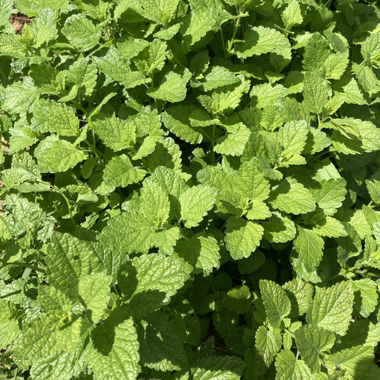 MÉLISSE - PLANTE PURE