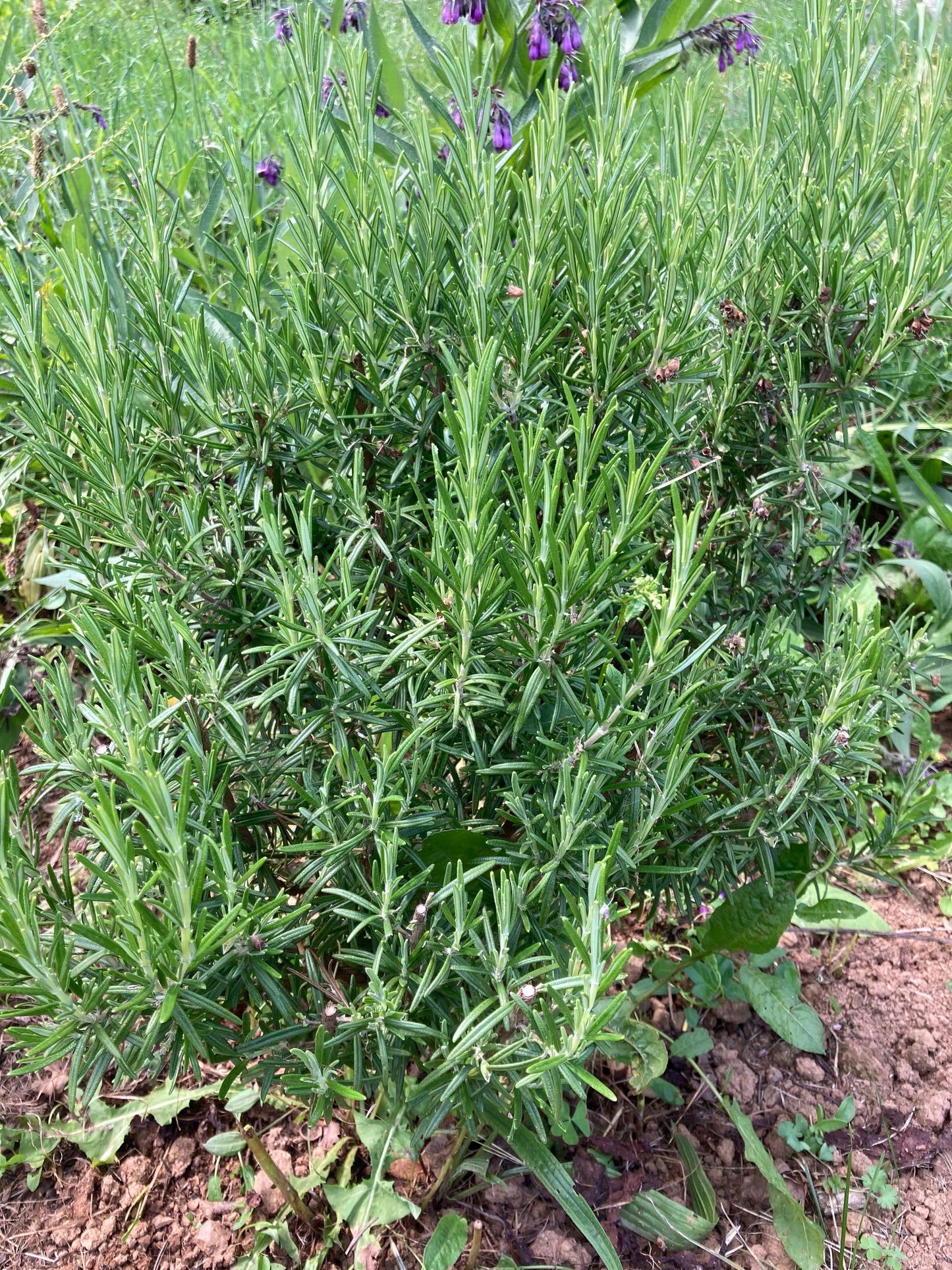 ROMARIN - PLANTE PURE
