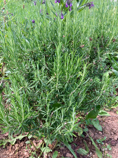 ROMARIN - PLANTE PURE