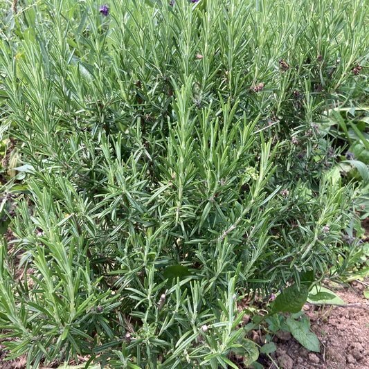 ROMARIN - PLANTE PURE