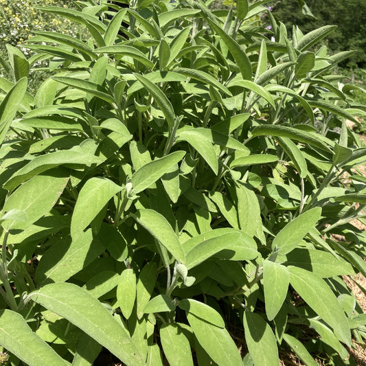 SAUGE - PLANTE PURE