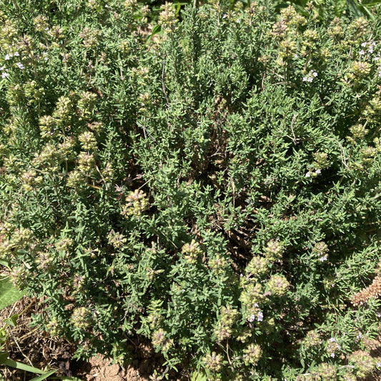 THYM - PLANTE PURE
