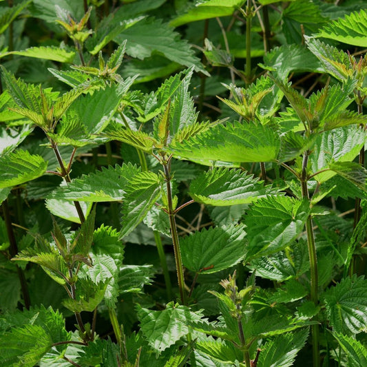 ORTIE - PLANTE PURE